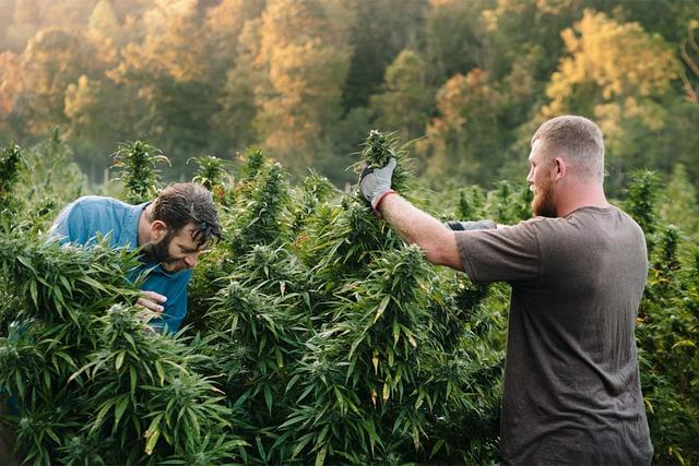 Other Jobs in the Cannabis Industry