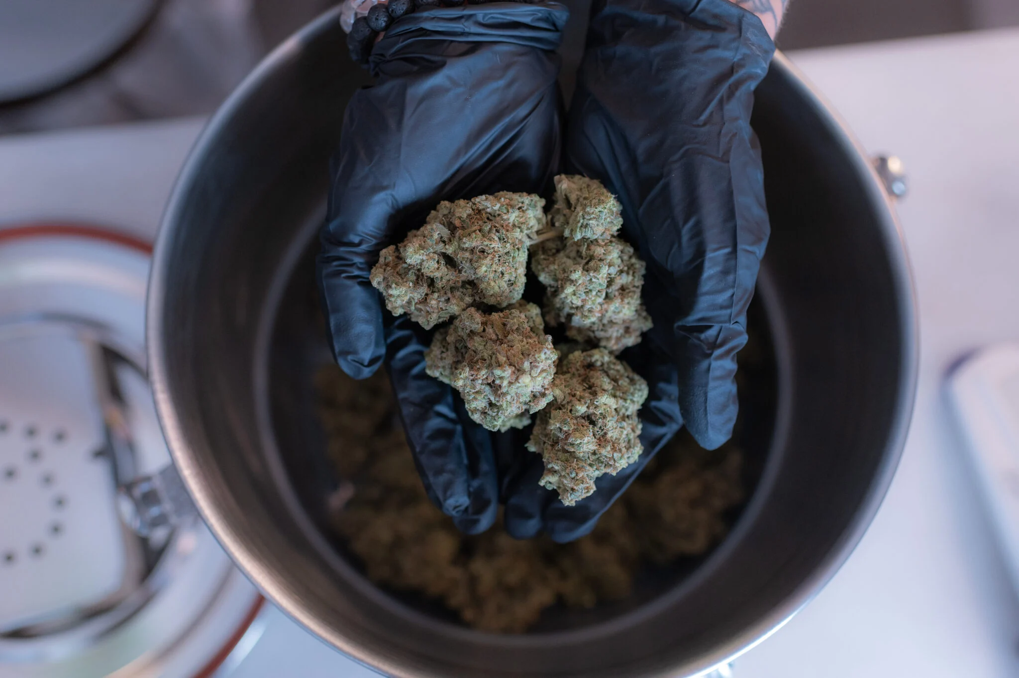 Close-up of cannabis flower being handled with black gloves at a Pittsfield dispensary, showcasing top-quality buds ready for packaging.