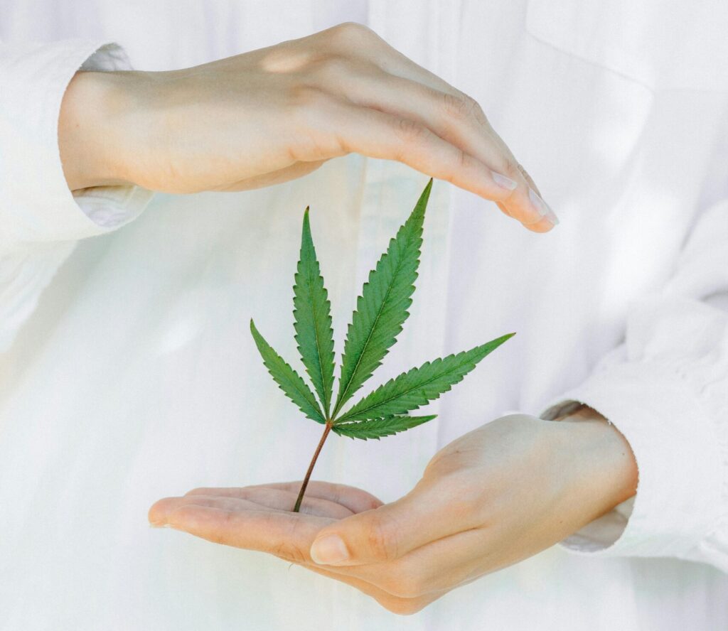 Hands gently holding a cannabis leaf in a protective pose, symbolizing natural wellness and care.