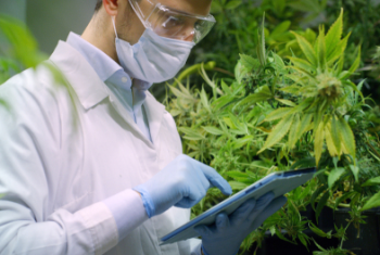 What Kind of Jobs Are In the Cannabis Industry?